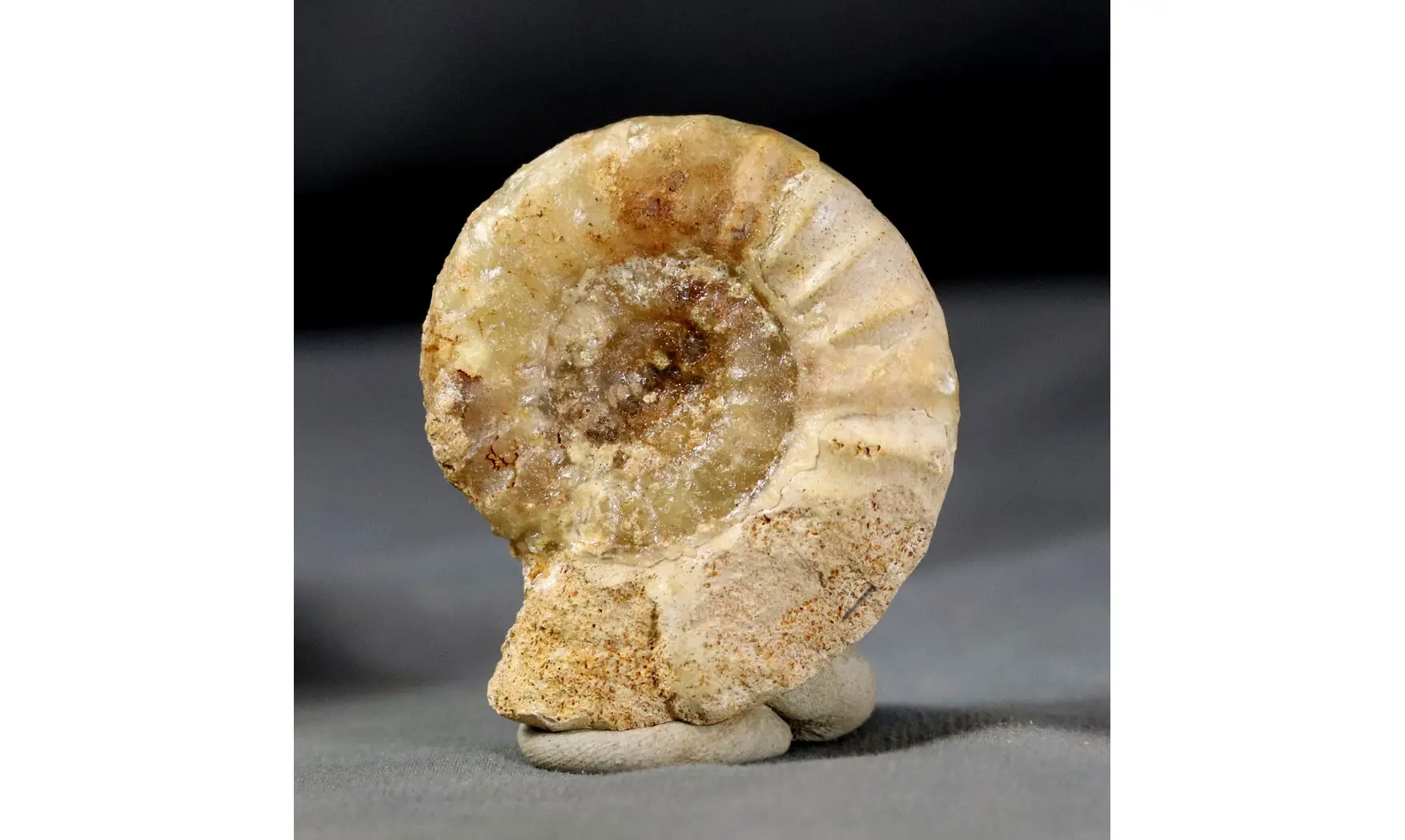 Acanthopleuroceras maugenesti