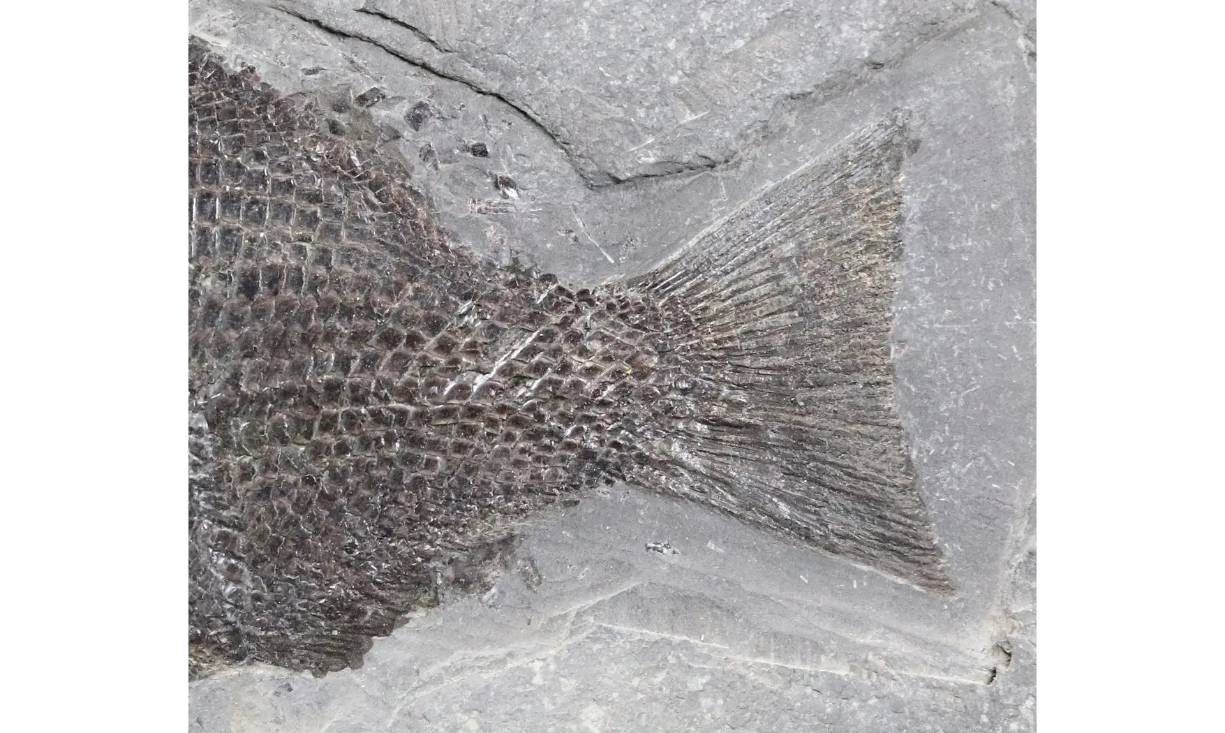 Dapedium caclatus