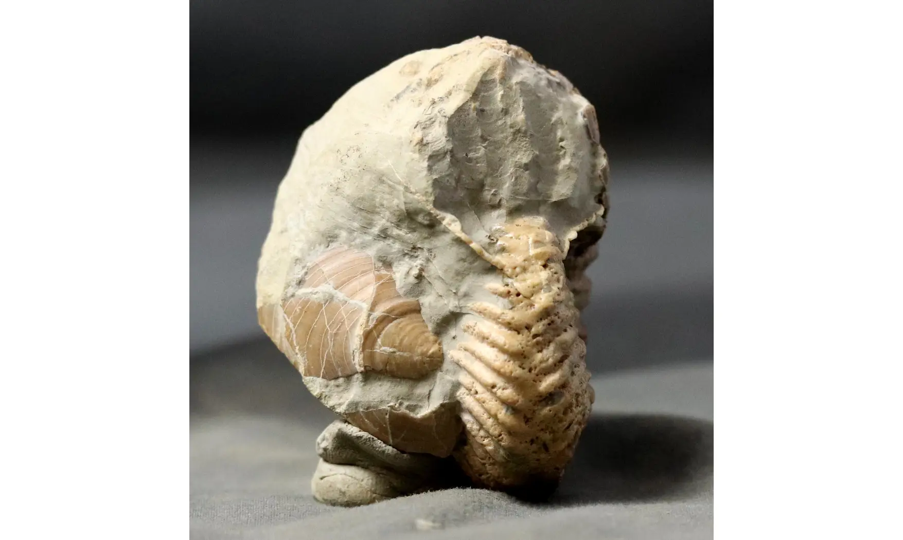 Hoplites rudis