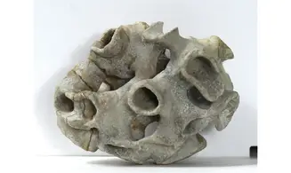 Plocoscyphia meandrina