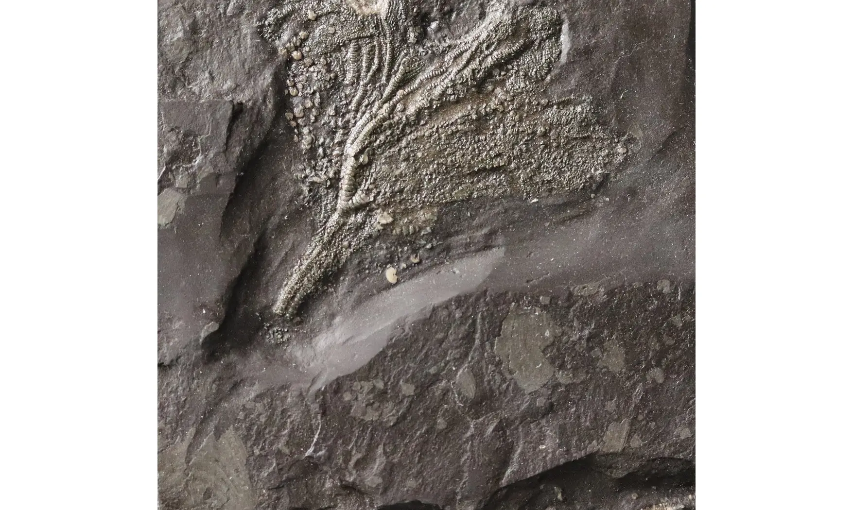 Seirocrinus subangularis