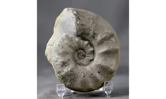 Ceratites evolutus