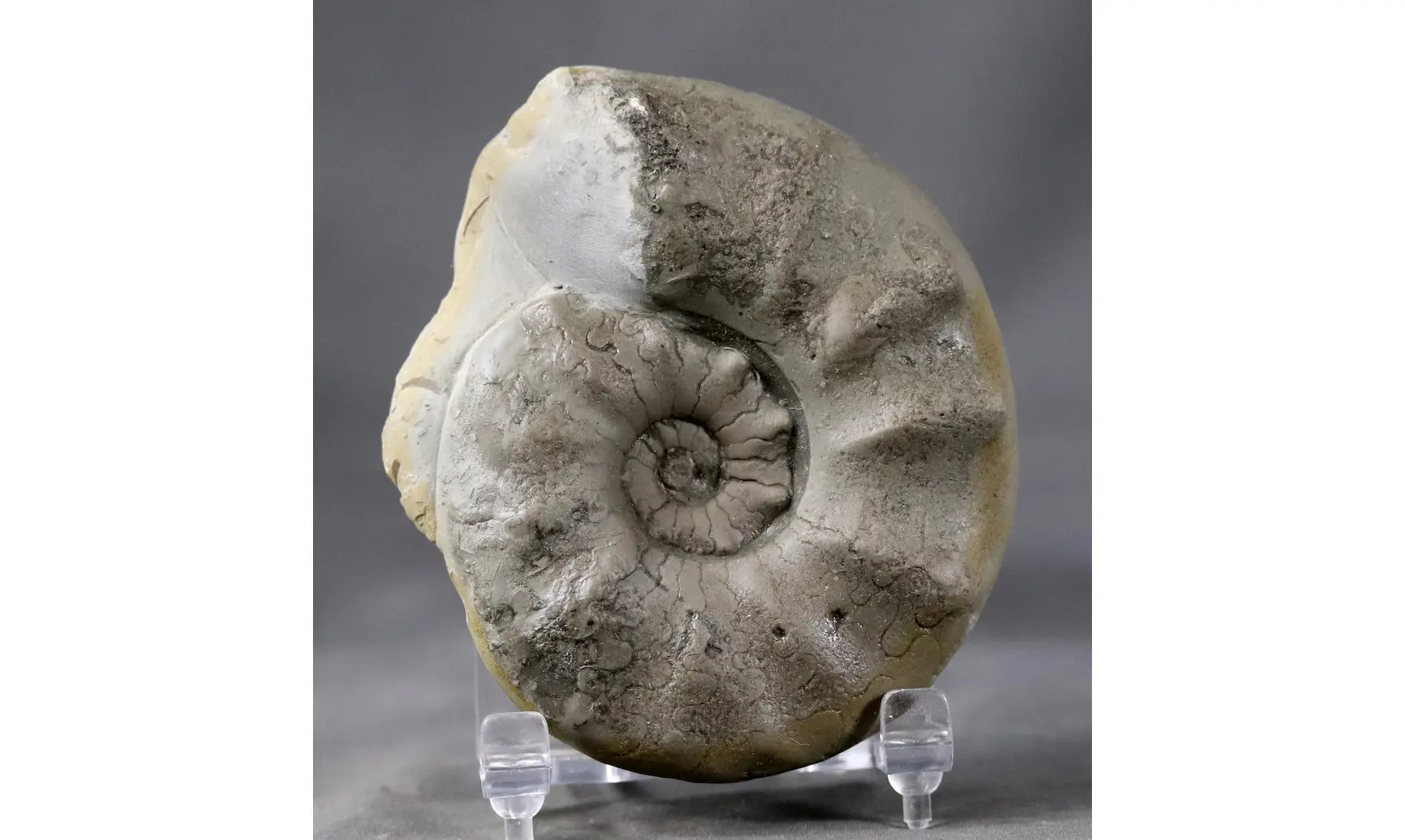 Ceratites evolutus