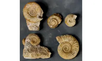 Lot of Bajocian fossils