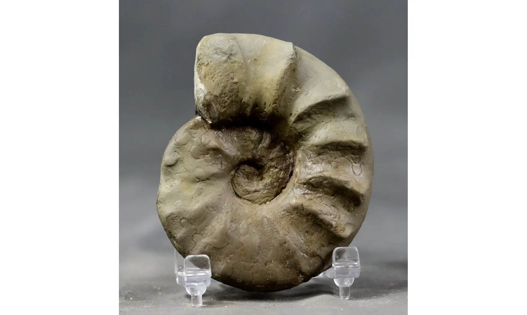 Ceratites evolutus