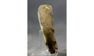 Ceratites evolutus
