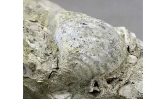 Myophorella elisae