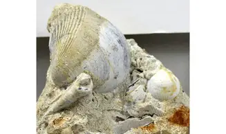Turritella granulata + Arca glabra
