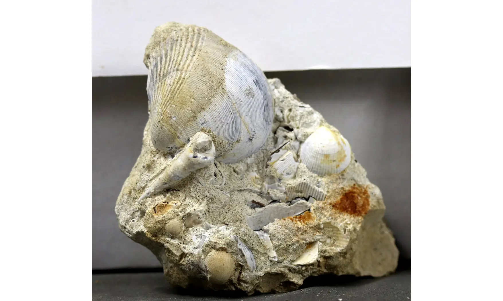 Turritella granulata + Arca glabra