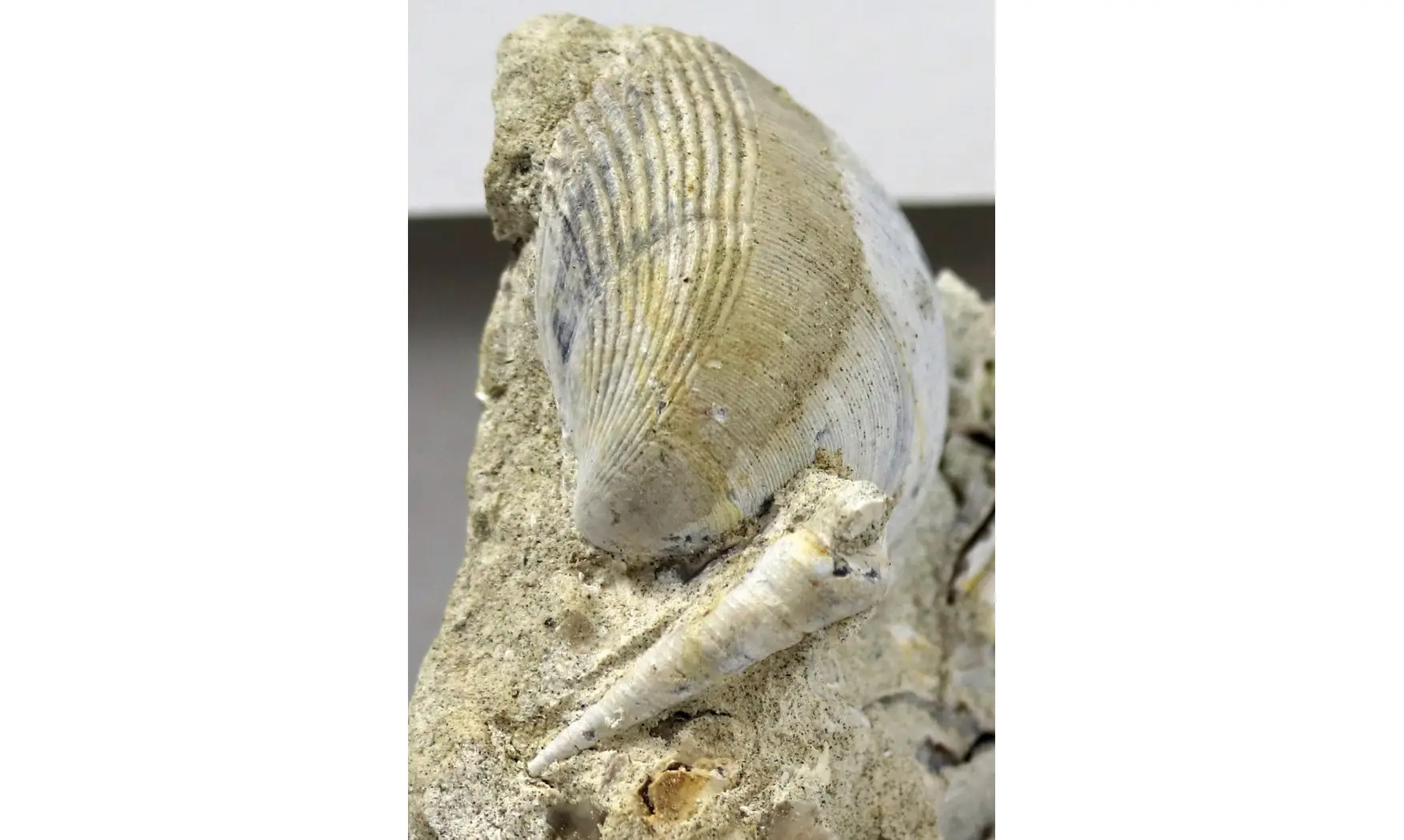 Turritella granulata + Arca glabra