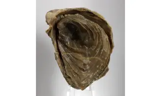 Aetostreon couloni