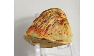 Roudairia intermedia
