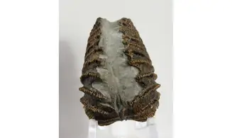 Linotrigonia fittoni