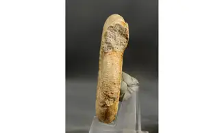 Collotia oxyptycha