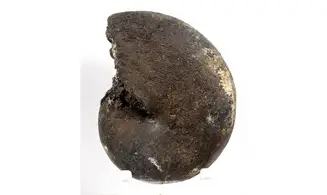 Cladiscites neortus