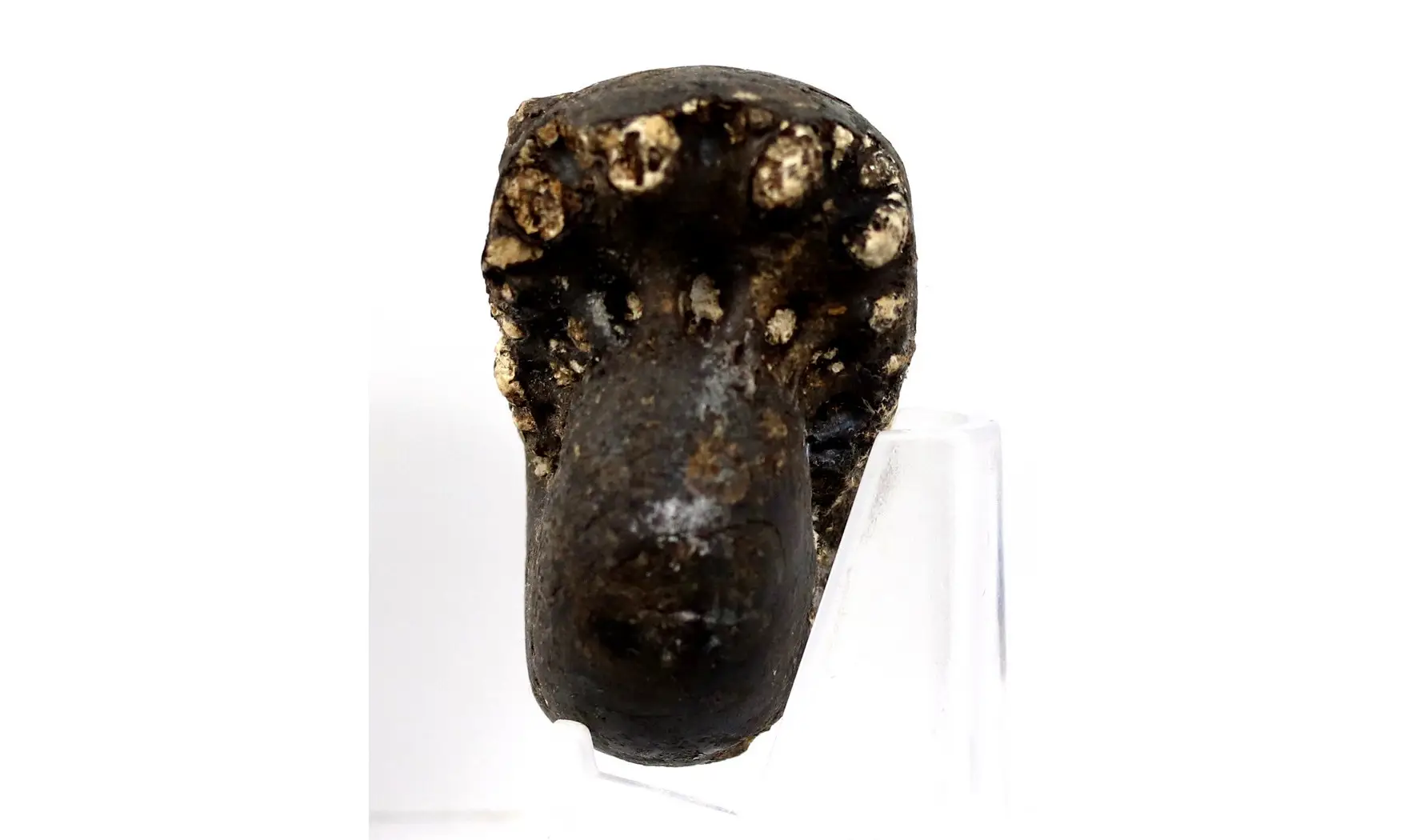 Cladiscites beyrichi