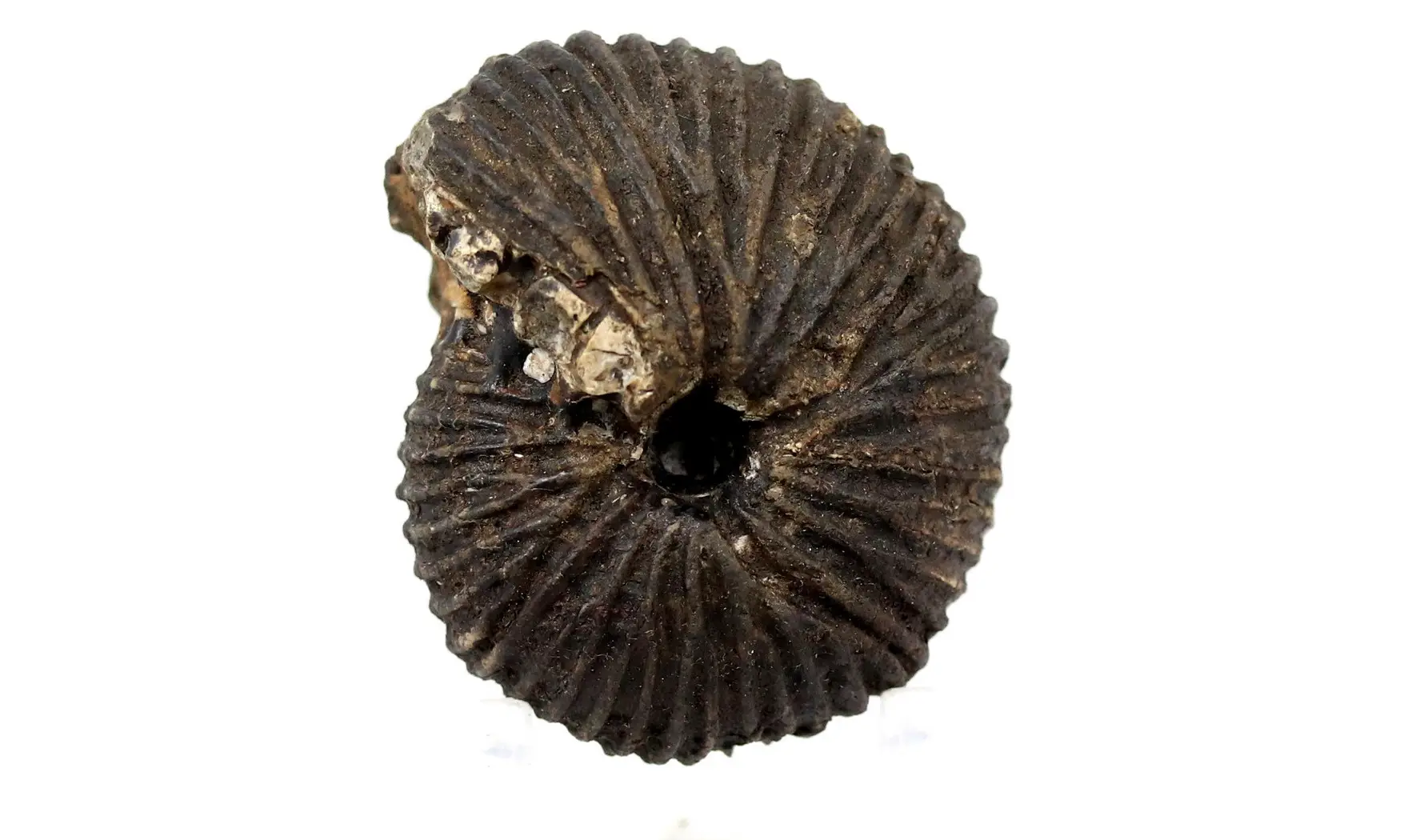 Anatomites brochiiformis