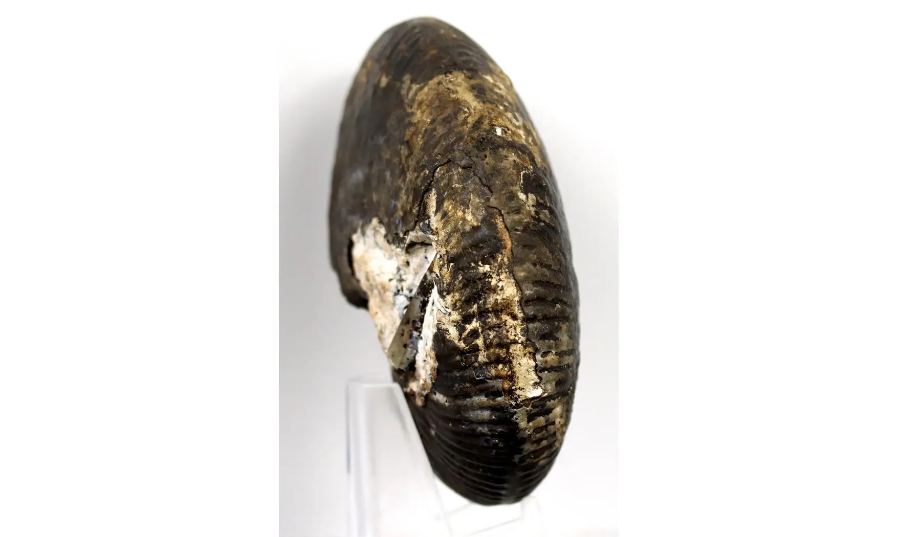 Juvavites gonionotitiformis