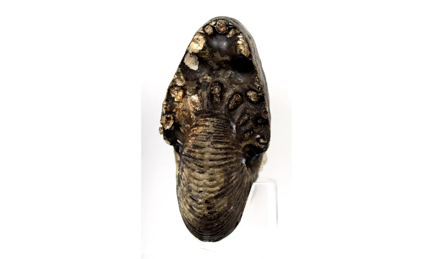 Juvavites gonionotitiformis