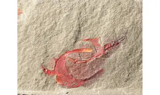 Stylophoride sp
