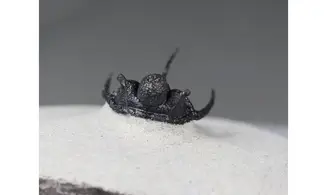 Cyphaspis boutscharafinense