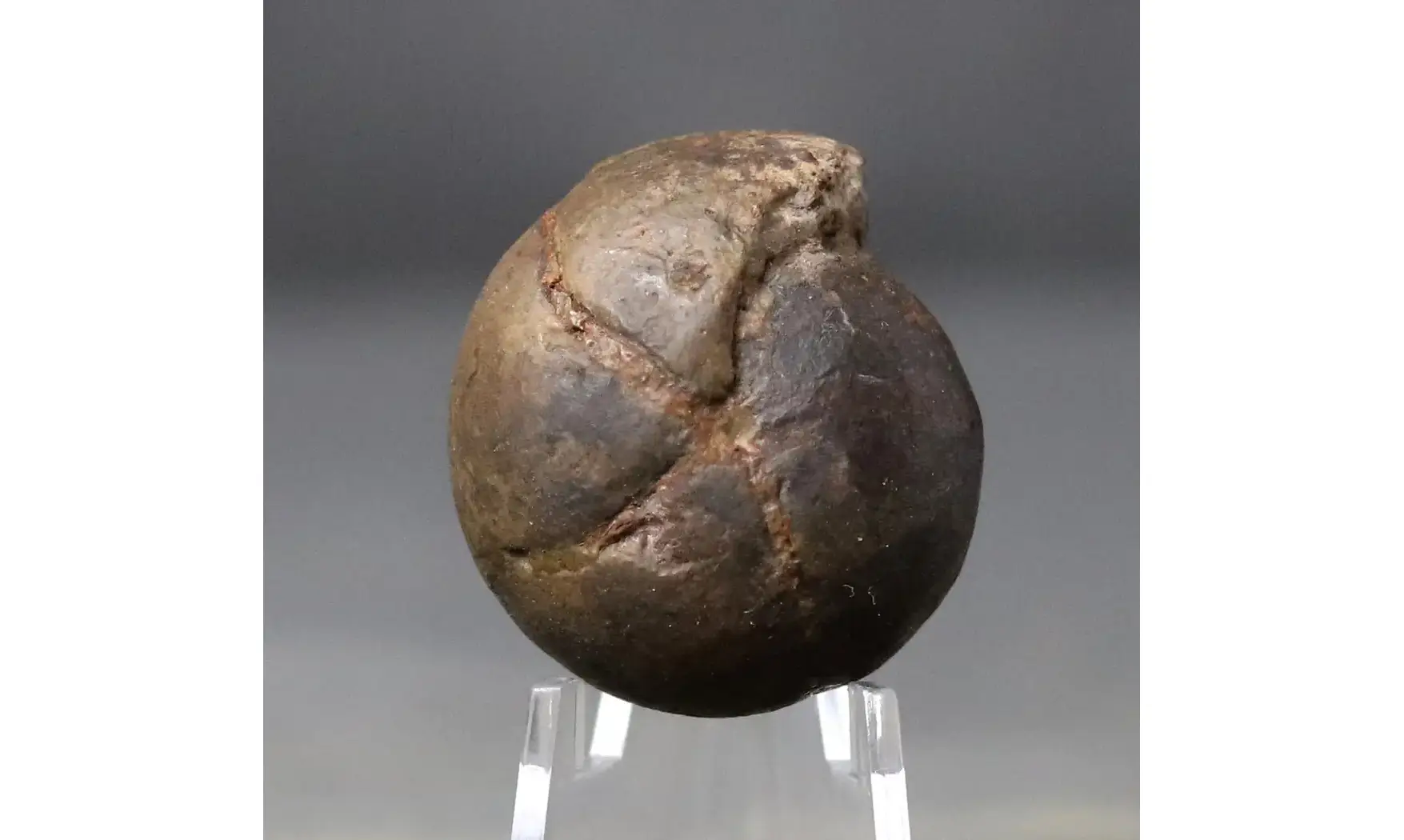 Cheiloceras subpartitum