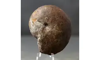 Acrimeroceras falcisulcatum