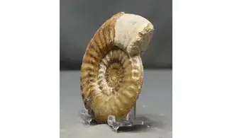 Tropidoceras masseanum