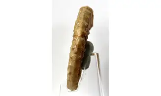 Acanthopleuroceras valdani