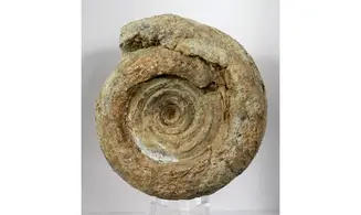 Pharciceras tridens