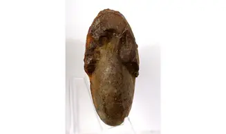 Maeneceras meridionale