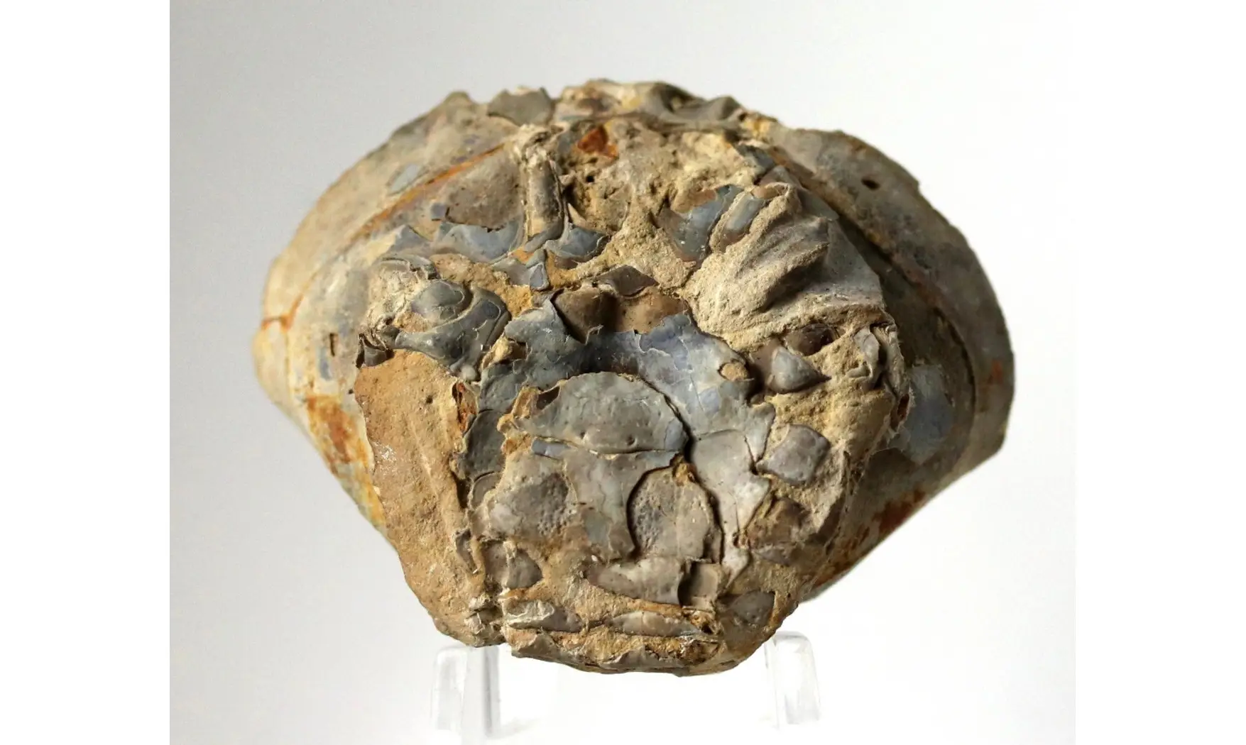 Zanthopsis bispinosa