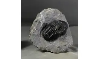 Pedinopariops