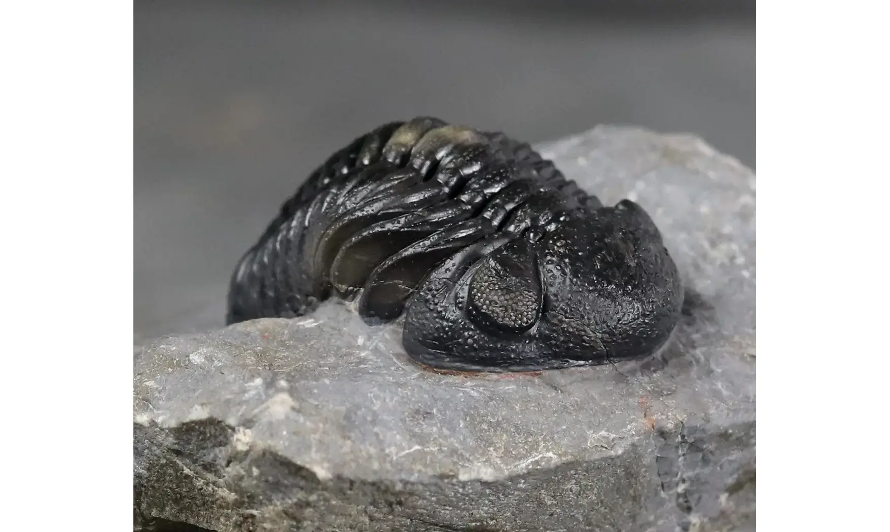 Pedinopariops