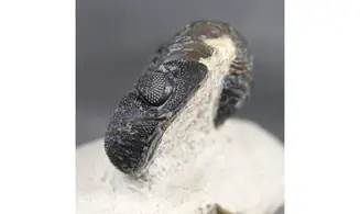 Morocops granulops