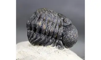 Morocops granulops