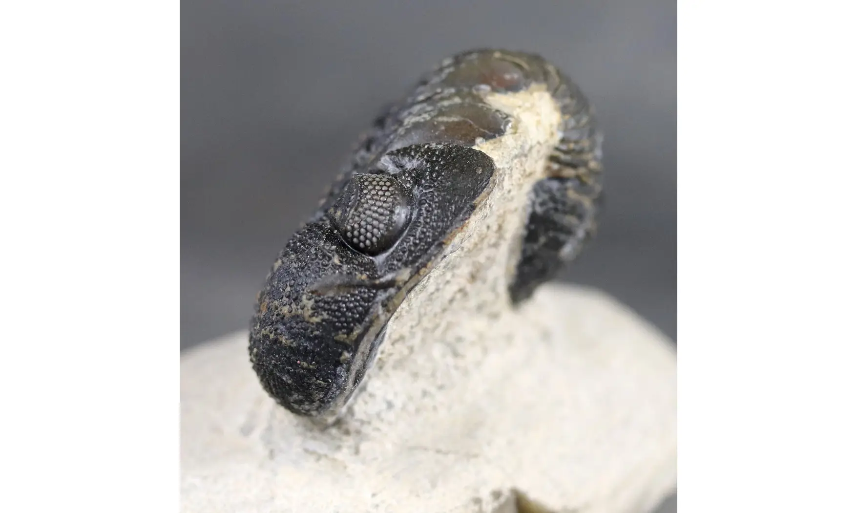 Morocops granulops