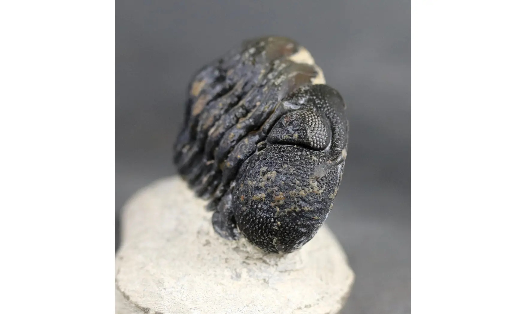 Morocops granulops