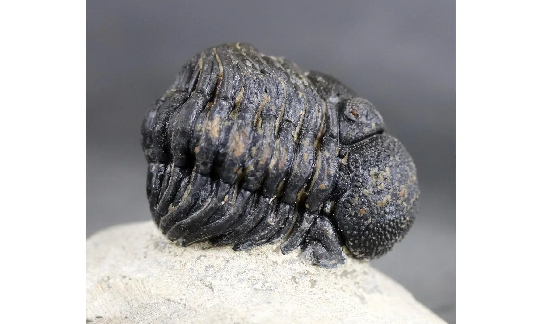 Morocops granulops