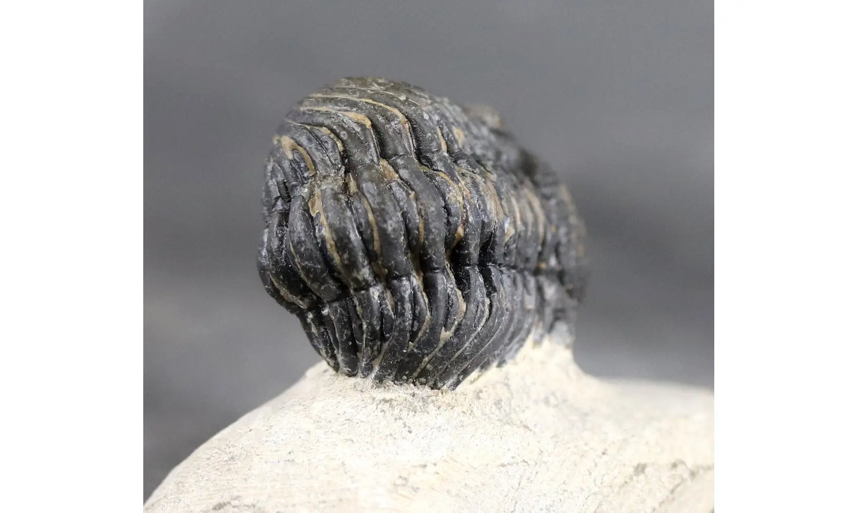 Morocops granulops