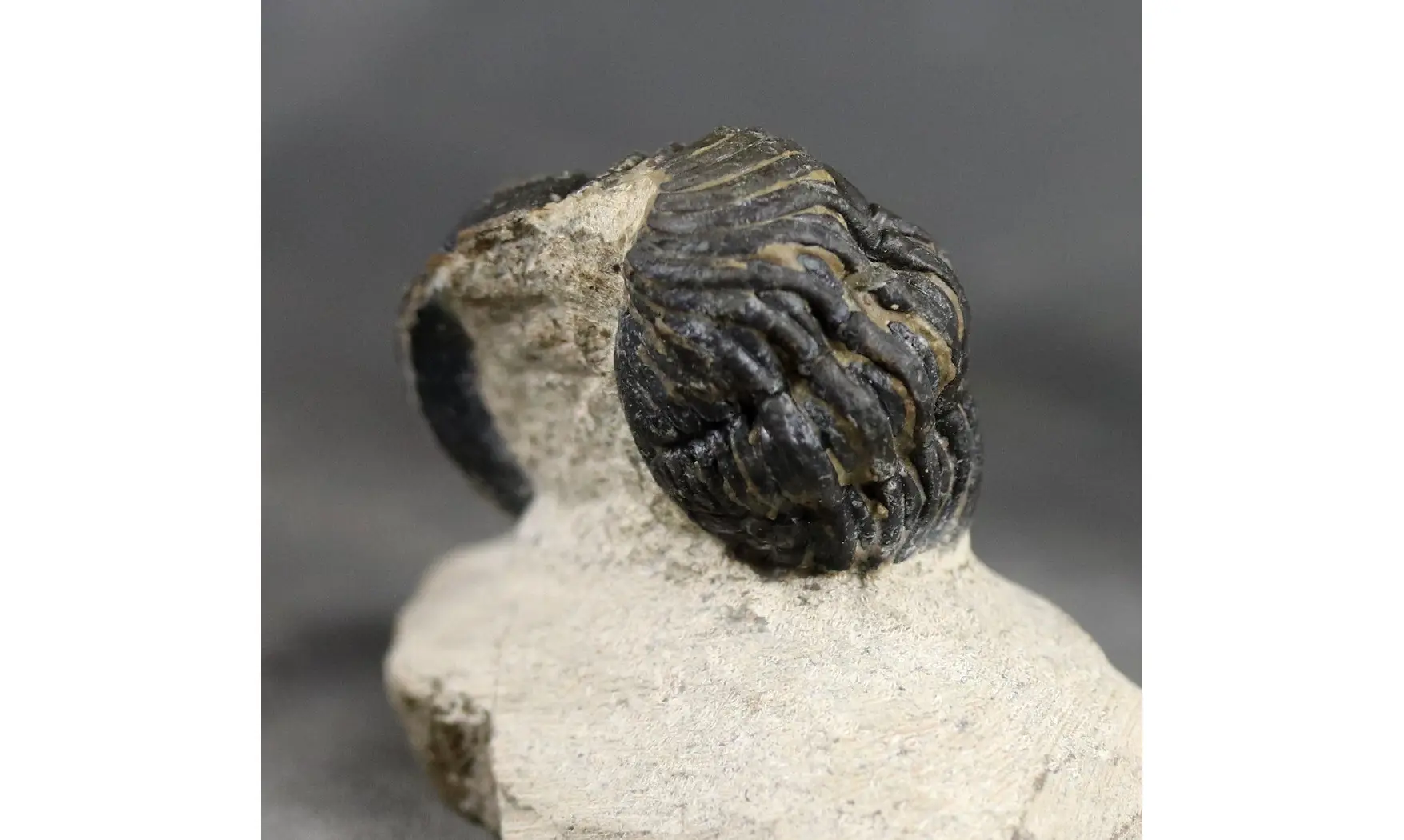 Morocops granulops