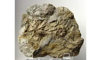 Archaeocidaris aliquantula