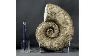 Lytoceras sublineatum