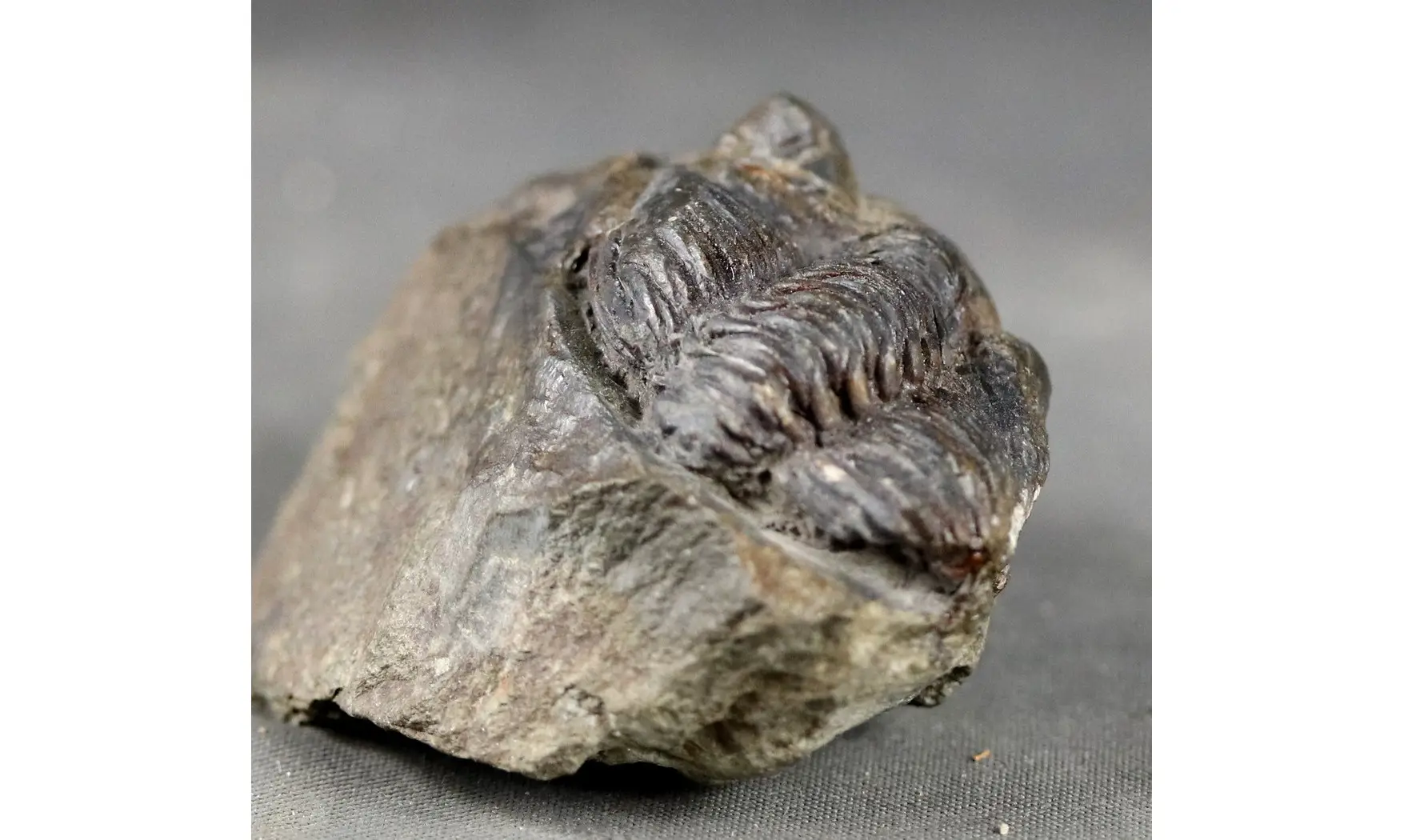 Pedinopariops sp.