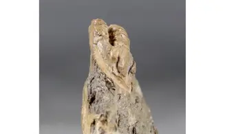 Diademaproetus cf. pertinax