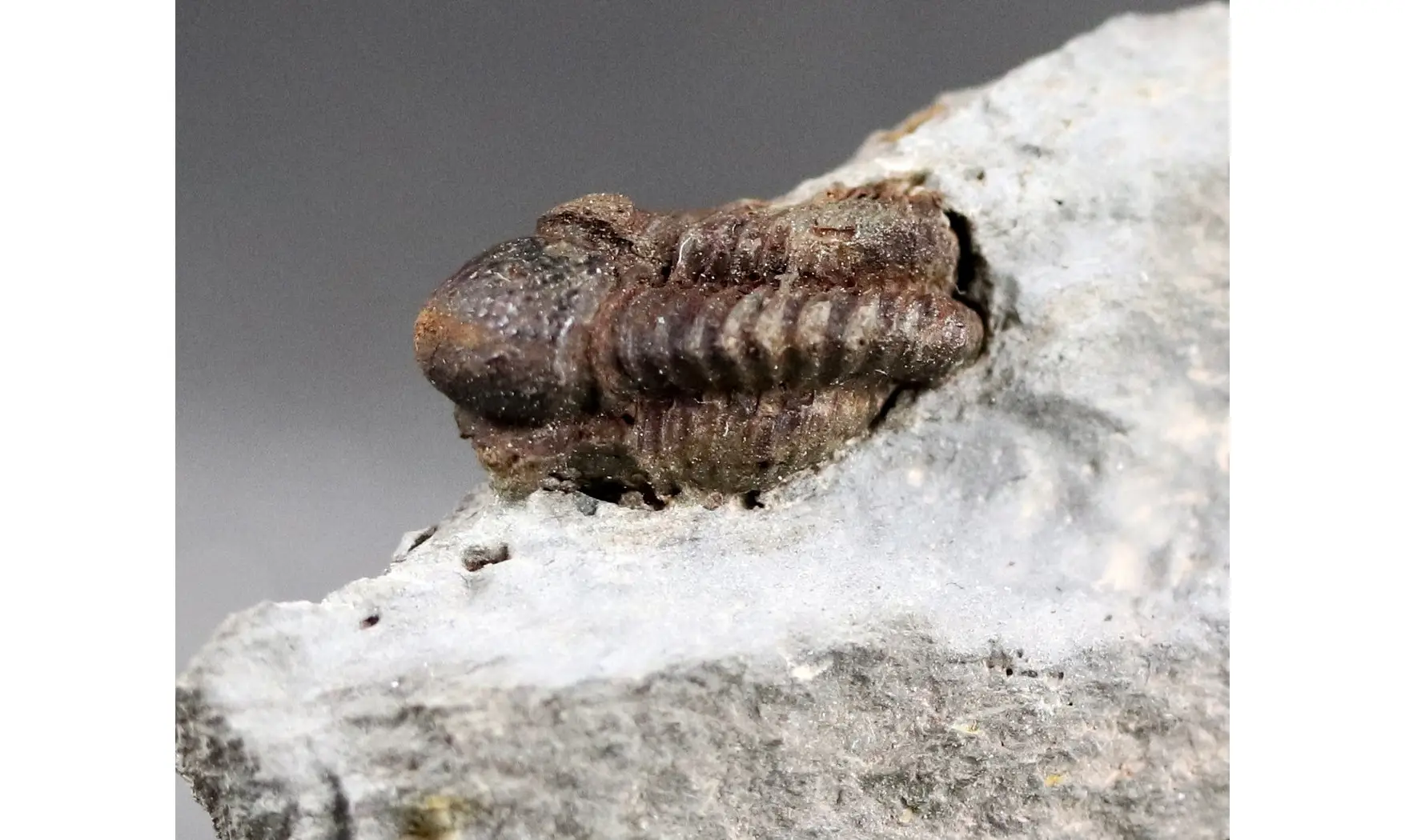 Proetus oehlerti