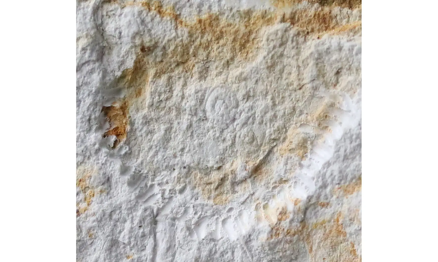 Diplagnostus sp.