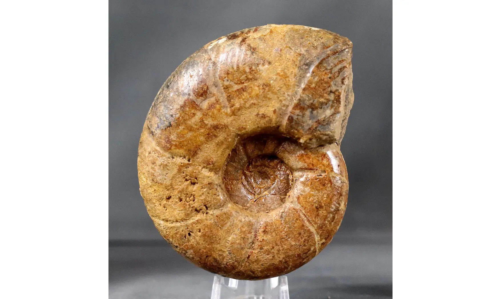 Puzosia compressa
