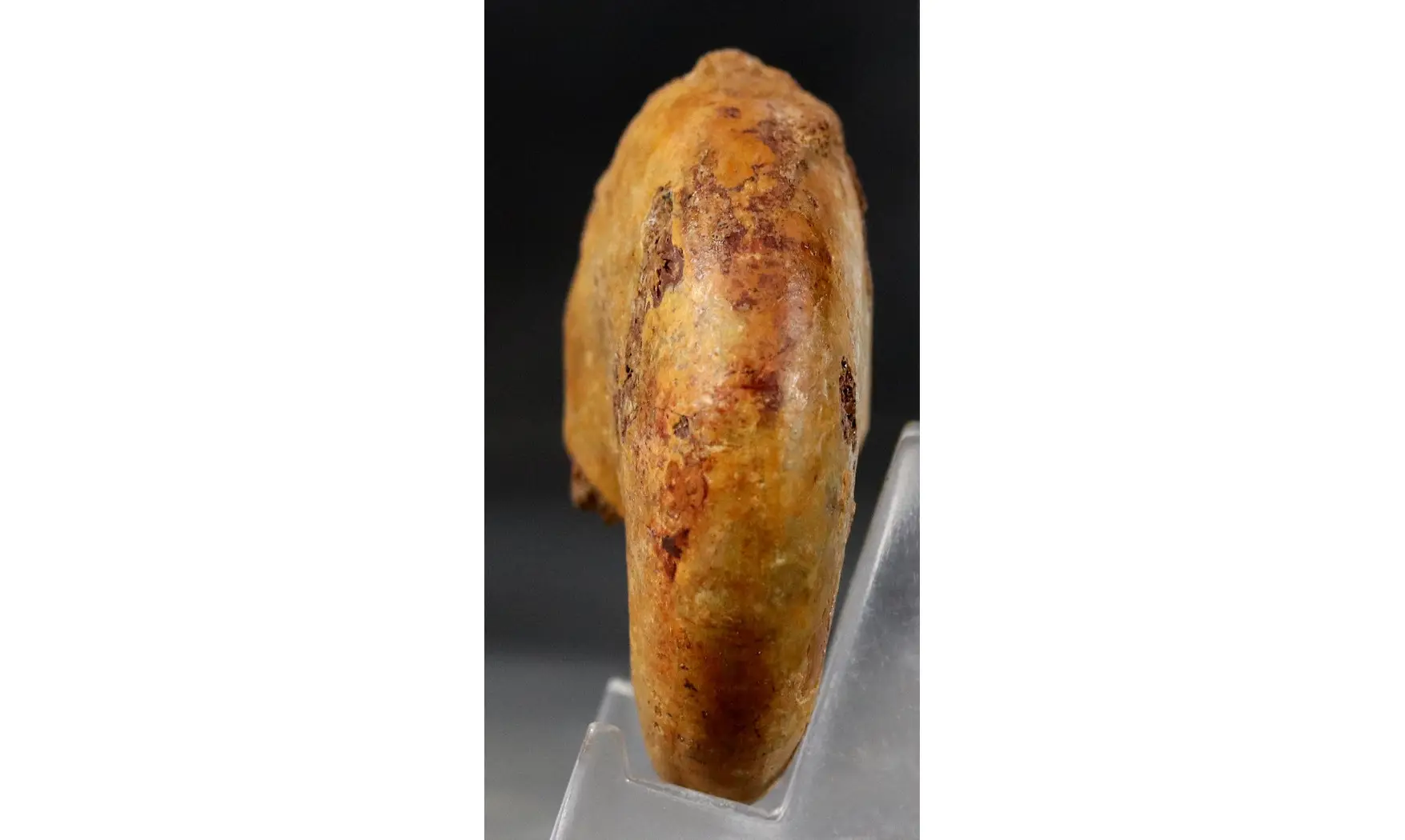 Adabofoloceras madagascariense
