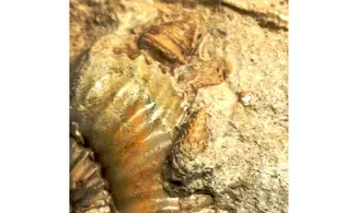 Parkinsonia & gastéropodes mix